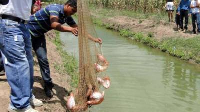 Pescadores de tilapia en El Progreso, Yoro.