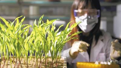 Origin Agritech, que cotiza en Nasdaq, posee los derechos del primer maíz transgénico de China.