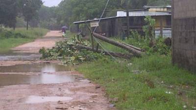 El paso de Hanna ha dejado árboles caídos en La Mosquitia hondureña.