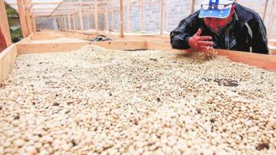 Un trabajador del sector cafetalero revisa los granos de café después del secado.