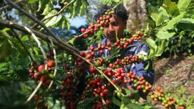 Productores de café de San Luis, Santa Bárbara. Foto: Franklyn Muñoz.