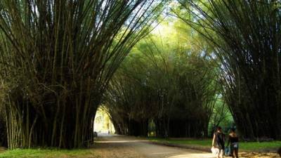 Jardín Botánico y Centro Experimental Lancetilla.