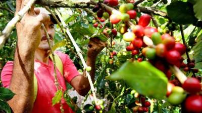 Los envíos de café al mercado exterior continuarán hasta el mes de septiembre. Foto: Franklin Muñoz