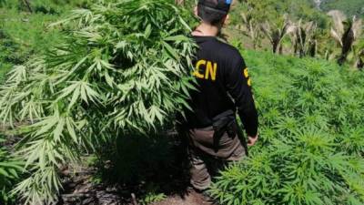 La región montañosa de Colón se ha convertido en el escenario predilecto de siembra de marihuana en Honduras.
