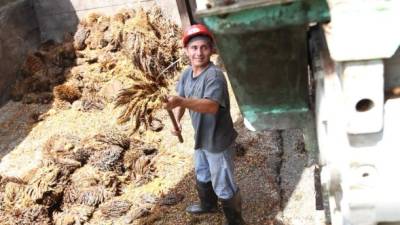 Más de 112 mil toneladas se incorporarán a la producción de aceite de palma en el país. Foto: Yoseph Amaya