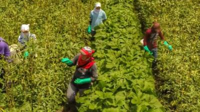 En Choluteca está la mayoría de los cultivos de este vegetal oriental. Foto: Yoseph Amaya