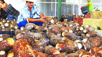 Un agricultor de Santa Cruz de Yojoa muestra las malangas que serán exportadas a Estados Unidos.