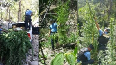 Las 300 plantas de marihuana fueron desenterradas por agentes.