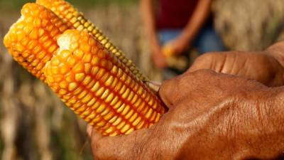 Productores de maíz aumentan producción.