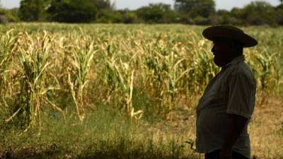 Un campesino de Jiquilisco observa su plantación de maíz.