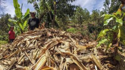 El agricultor Amadeo Hernández, de Yamaranguila, Intibucá, muestra apesarado cómo su cosecha de maíz se perdió por la extensa sequía.