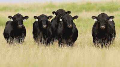 Un grupo de toros cuyo ADN fue escaneado con tecnología de Zoetis.