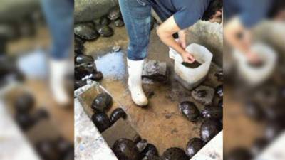 Los animales fueron rescatados ayer.