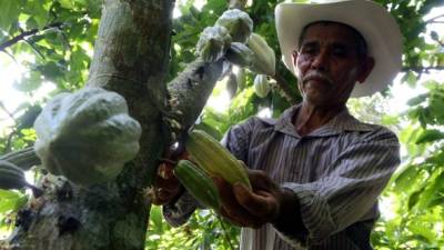 El cacaotero Cecilio Sosa en su finca ubicada en Choloma. Su producto es enviado a Suiza. Foto: Amílcar Izaguirre