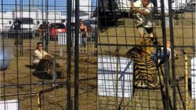 El ataque del tigre provocó momentos de tensión durante una feria en la Florida.