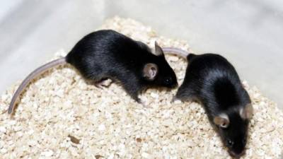 Los investigadores tuvieron en cuenta que poco después del nacimiento, hay un período en el que la exposición de los ratones a los tonos acústicos mejora la representación de esa frecuencia en la zona del cerebro que se encarga de procesar los sonidos. EFE/Archivo