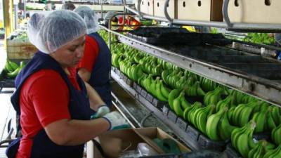 Plantas bananeras de Ecuador esperan incrementar las exportaciones.