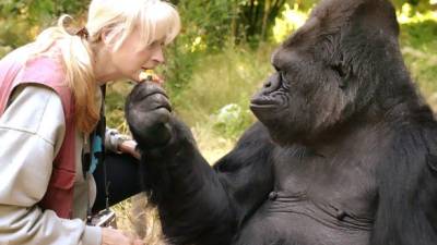 Koko nació el 4 de julio de 1971 en el zoológico de San Francisco y llegó a dominar mil palabras en el lenguaje de signos.