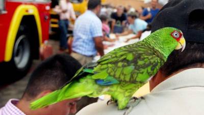 Alrededor de tres millones de lempiras fueron obtenidos por el registro de cuatro mil aves en Tegucigalpa correspondiente a noviembre 2017 a mayo de 2018.