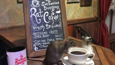 Imagen tomada de cnet.com/news/rat-cafe-san-francisco