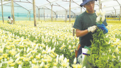 El alza del dólar ha beneficado a los exportadores de flores de Colombia.