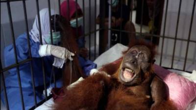 Foto de 'Hope' la orangutana mientras era tendida.