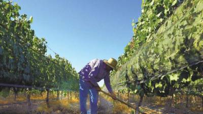 Un trabajador en el viñedo de Joaquín Villanueva, en Luján de Cuyo, Mendoza.