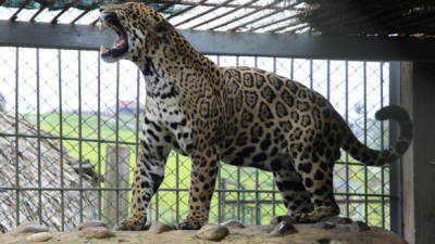 El jaguar es uno de los animales que más llaman la atención de los visitantes al parque de animales.
