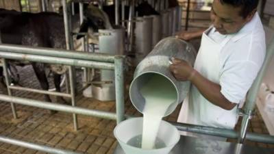 Los precios globales de la leche están cayendo pronunciadamente conforme los productores de Nueva Zelanda, Europa y Estados Unidos aumentan sus exportaciones para suplir el mercado chino.