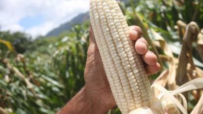 El departamento más grande del país produce más de la mitad del grano básico que consume Honduras.