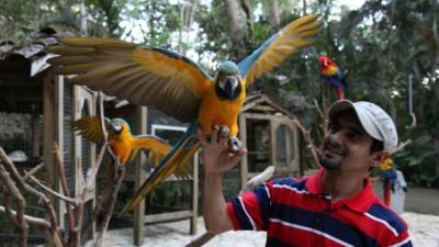 Las guacamayas son cuidadas en Macaw Mountain, que se encuentra en Copán ruinas. Fotos: Amílcar Izaguirre.