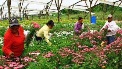 Muchas mujeres se dedican a la siembra y cuidado de diversos tipos de flores en Siguatepeque.