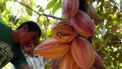El cacao hondureño parece estar pasando por un buen momento.
