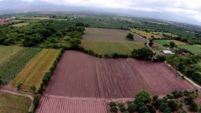 La sequía ocasionada por el fenómeno de El Niño ha traído este año serias complicaciones al sector agroalimentario hondureño.