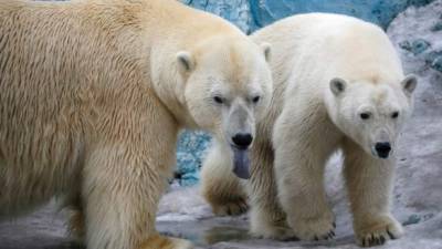 Los científicos explican que los osos se sienten amenazados por el cambio climático.