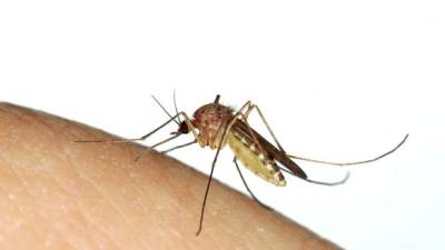 La gente necesita protegerse de las picaduras de mosquitos