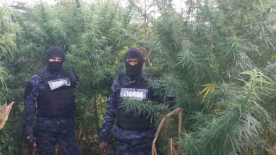 Agentes hondureños durante el hallazgo de marihuana. Imagen de archivo.