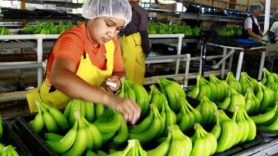 Trabajadores de una empresa de banano.