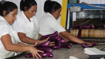 Trabajadoras de una empresa agroexportadora preparan berenjenas para su empaque.