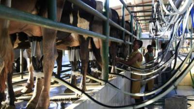 Una planta procesadora de leche en Olancho. La industria produce más de dos millones de litros al día.
