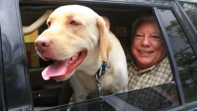 Alfredo Carvajal dice que sus preferidos son los labradores por su nobleza. Fotos: Jordan Perdomo