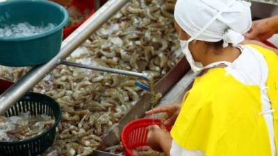 Una mujer limpia el camarón de exportación.