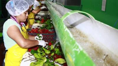 Mujeres trabajan en la selección de rambután para exportación en Tela, Atlántida.