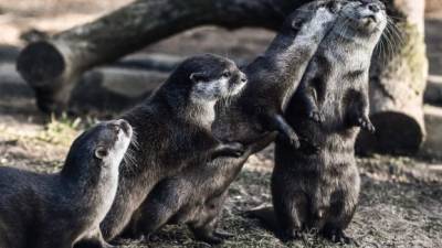 Las autoridades del acuario dijeron que les están dando tratamiento de soporte para que puedan comer, descansar y recuperarse. Foto: EFE