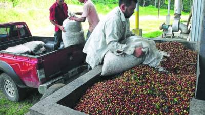 Los caficultores esperan poder compensar con volumen la variabilidad de precio.