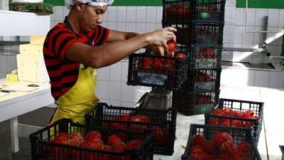 Rambután cosechado en Tela, Atlántida, a 93 kilometros de San Pedro Sula.