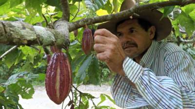 Premiarán a productores de cacao de excelencia