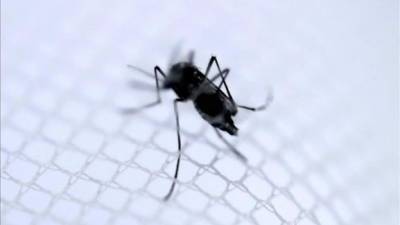 La explosión del chikungunya de forma autóctona, es decir, directamente por la picadura del mosquito Aedes Aegypti o Aedes Albopictus, los mismos que transmiten el dengue, fue detectada por primera vez en territorio americano en diciembre de 2013 en la isla caribeña de San Martín (parte francesa). EFE/Archivo