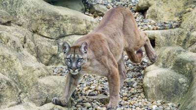 El puma fue sacrificado tras matar a un ciclista en el estado de Washington.