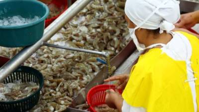 Se espera que para 2015 se produzcan 18 millones de libras menos de camarón que en 2014.